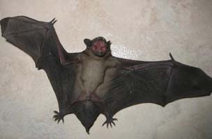Bats Control