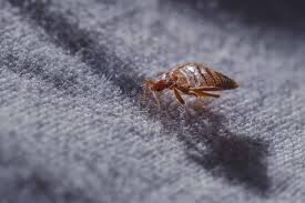 Bed Bugs Control